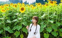 原神八重神子挤乳液游戏